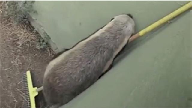 蜜獾平头哥日记,平头哥蜜獾越狱动画