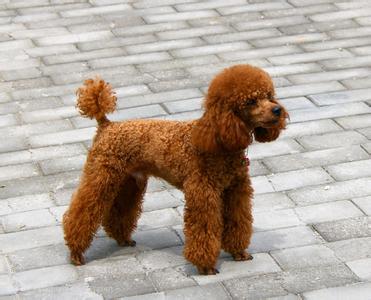 贵宾犬的欧陆式造型有几个球,贵宾犬美容造型种类有哪些