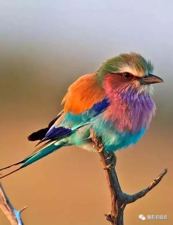 鸟类百科大全视频,鸟类大全包括孔雀吗