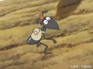 昆虫的微观小世界,微观世界每只昆虫都有它的故事