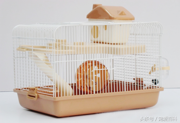 养仓鼠的十大禁忌仓鼠吃什么肉,不会养仓鼠的新手怎么养仓鼠