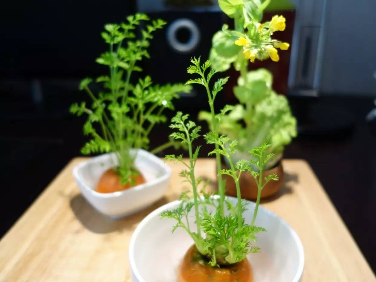 新手小白适合养殖小型盆栽的植物,各种盆栽植物的种植方法