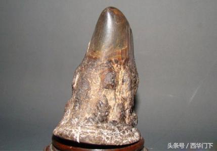 犀角雕怎么辨别真假,真假犀角的比重