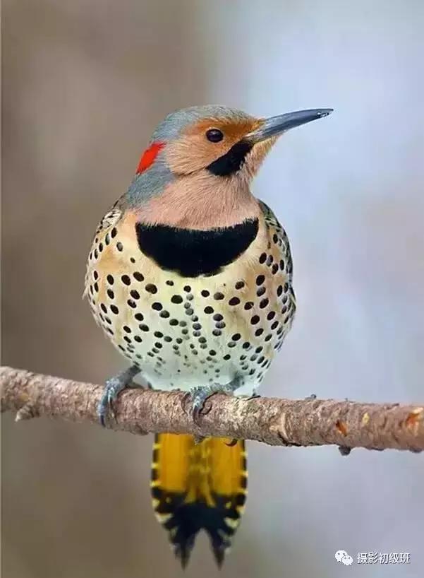 鸟类百科大全视频,鸟类大全包括孔雀吗