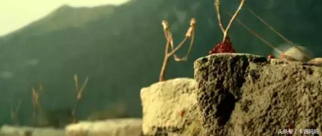 昆虫的微观小世界,微观世界每只昆虫都有它的故事