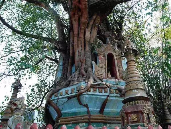 泼水节云南德宏游客视角,德宏泼水节孔雀舞申报吉尼斯纪录