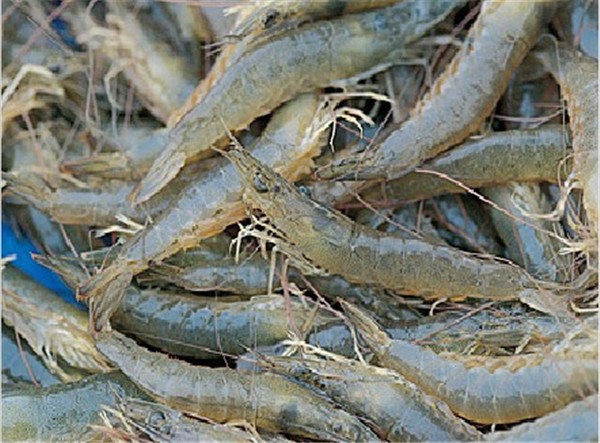 罗汉鱼选鱼技巧,金花罗汉用什么饵料好