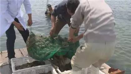 海参十大产地排名,大连隆品堂海参产地是哪里