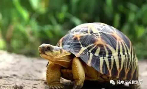 辐射陆龟多少一只,辐射陆龟隆背问题