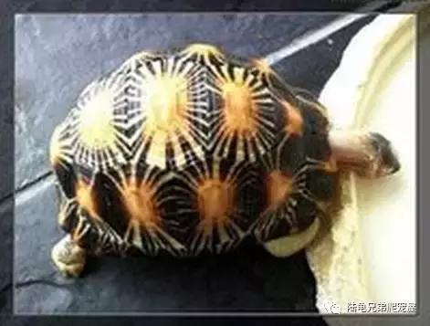 辐射陆龟多少一只,辐射陆龟隆背问题