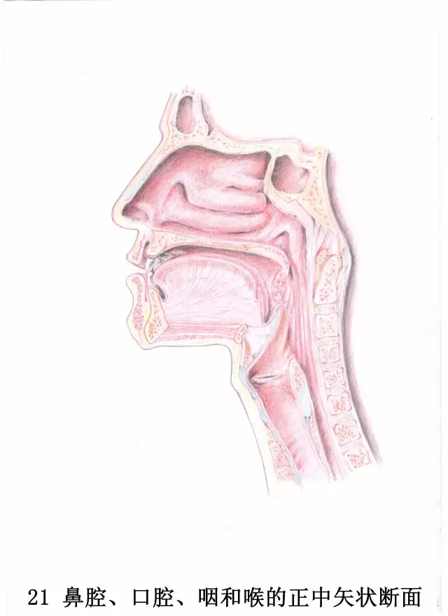 正所谓画骨画皮也画心,画皮画骨还画心