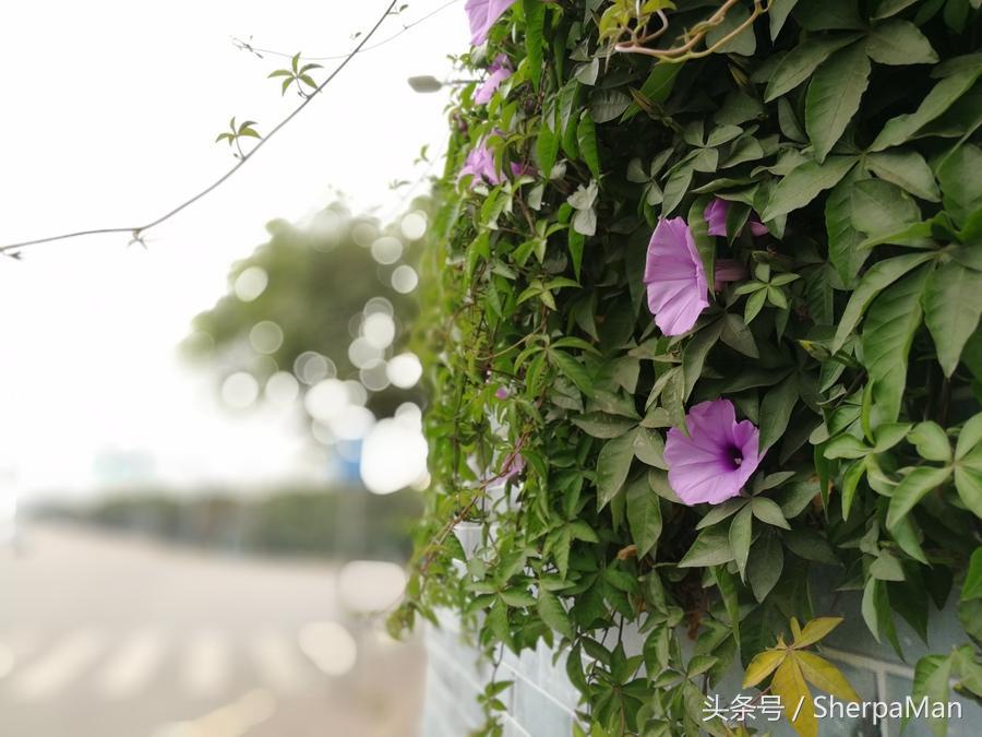 光荣v9和p10plus哪个性价比高,光荣v9和p10哪个更好