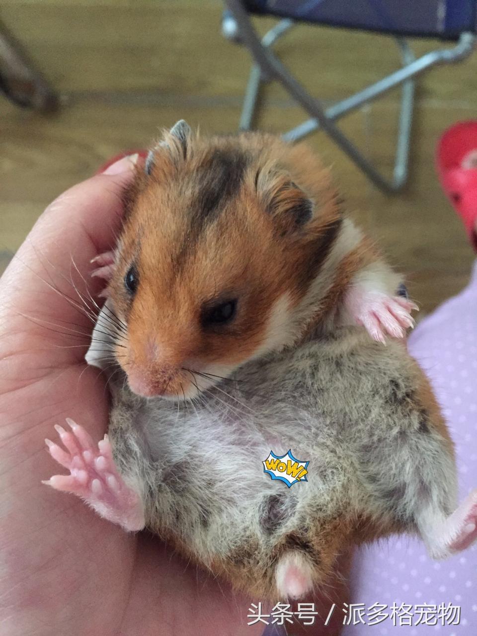 宠物肚皮上小秘密还挺多，当然手感也是一级棒！