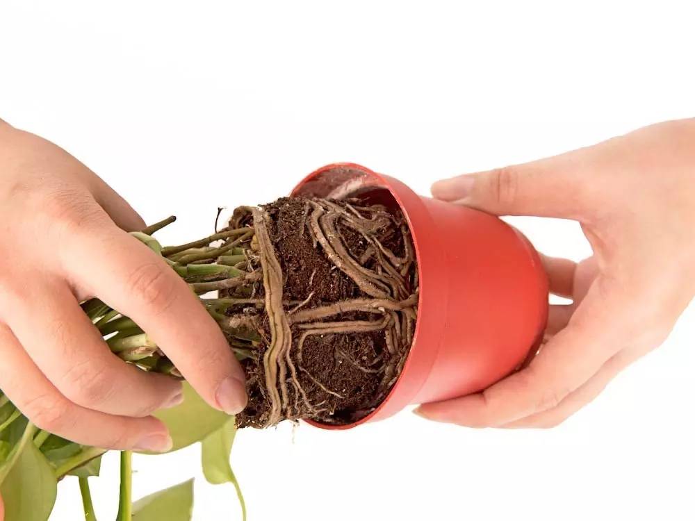 土培绿萝转水培后烂根,土培转水培的绿萝正确方法