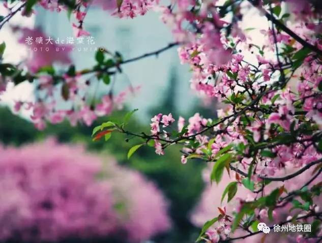 徐州这个村彻底火了，央视一天两次直播！大徐州你咋这么牛