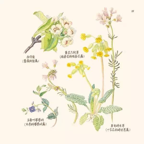 英伦乡野手记,英伦乡野手记读后感