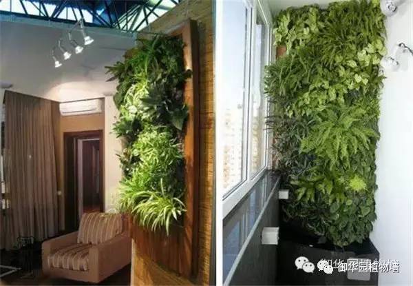 植物墙居家,特点植物墙