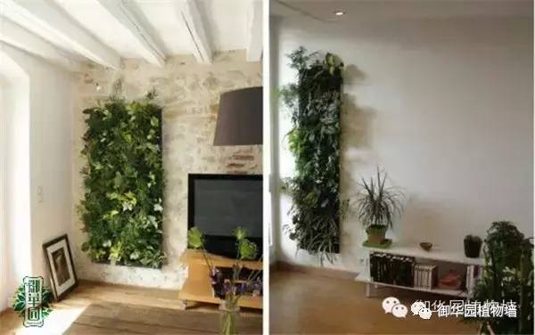 植物墙居家,特点植物墙
