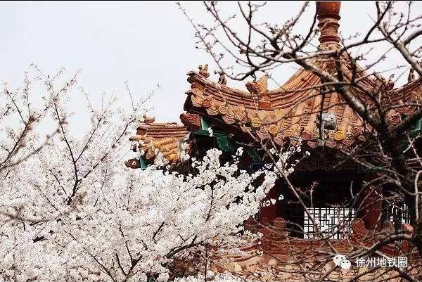 徐州这个村彻底火了，央视一天两次直播！大徐州你咋这么牛