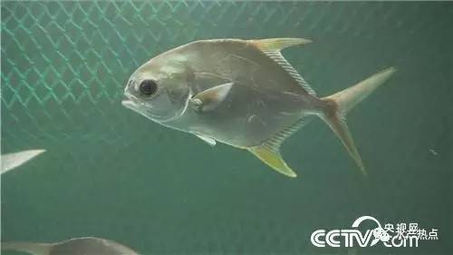 养鱼赚钱的真实案例,如何靠养鱼赚钱