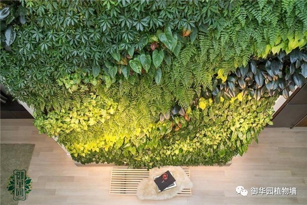 植物墙居家,特点植物墙