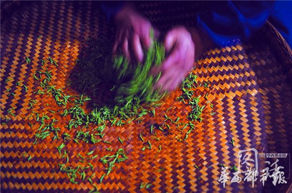 4万颗芽头制一斤春茶他坚守了30年