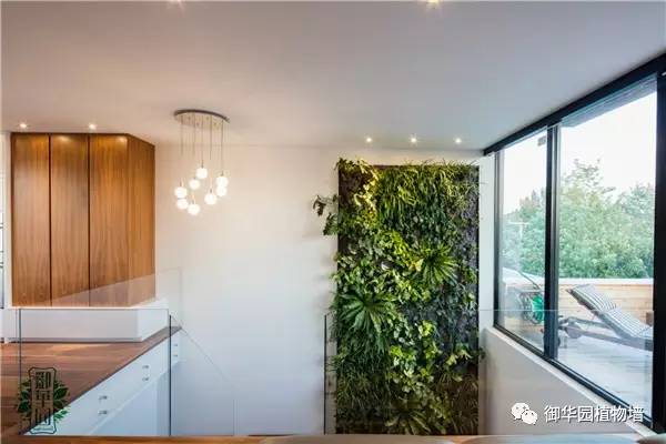 植物墙居家,特点植物墙