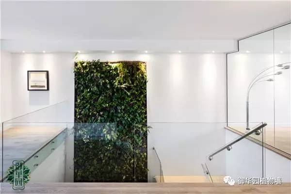 植物墙居家,特点植物墙