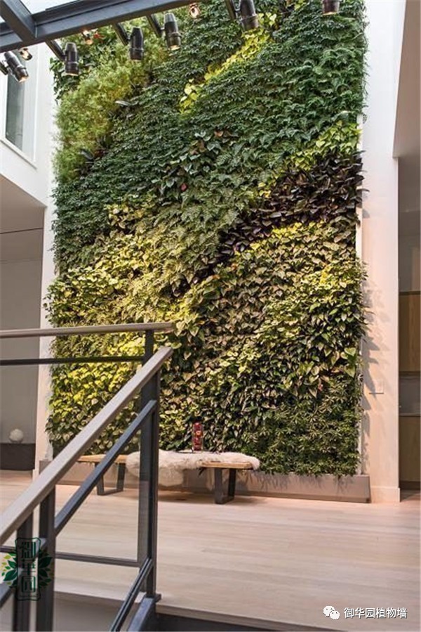 植物墙居家,特点植物墙