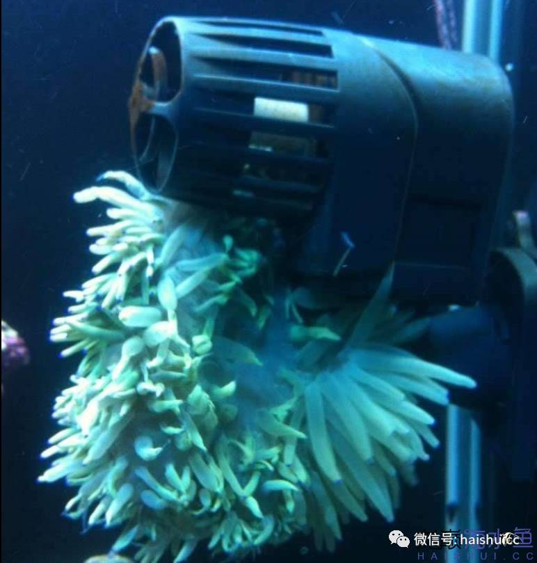 whatsapp显示版本过低,ph不超过1.8的原因