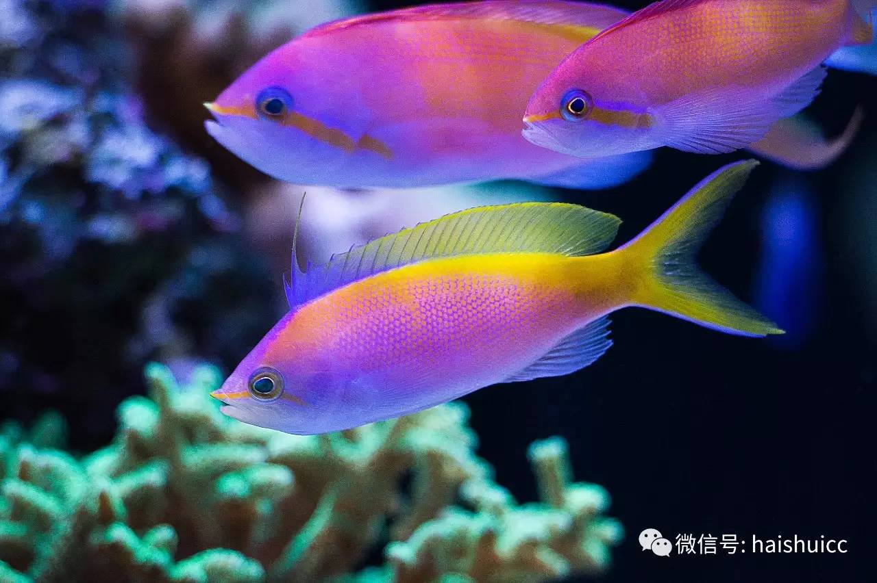 whatsapp显示版本过低,ph不超过1.8的原因