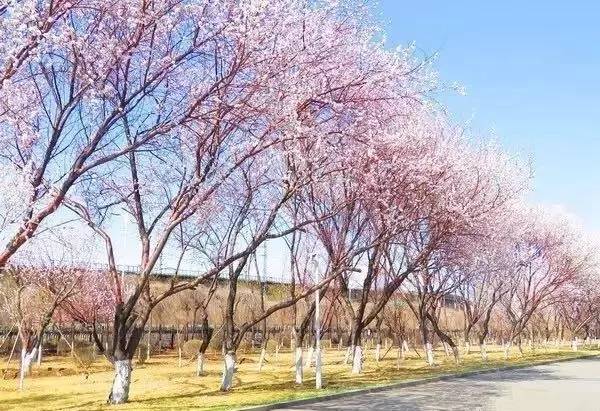 桃花季｜今天的沈阳，桃花开了，春风十里，挑一天走起……