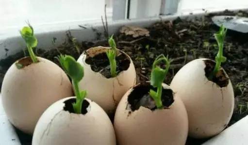 城市农夫阳台种菜,去城市阳台种菜教程