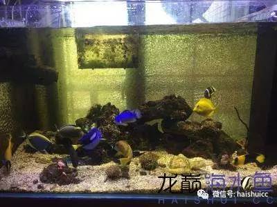 whatsapp显示版本过低,ph不超过1.8的原因