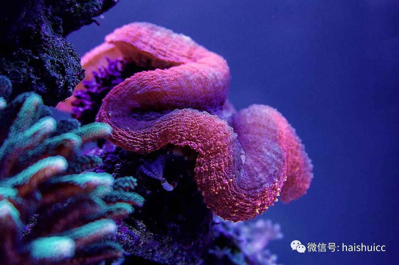 whatsapp显示版本过低,ph不超过1.8的原因