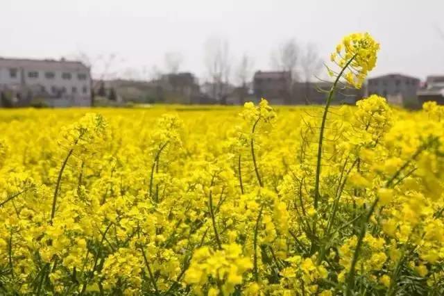 震惊！常州这些地方竟然这么黄！