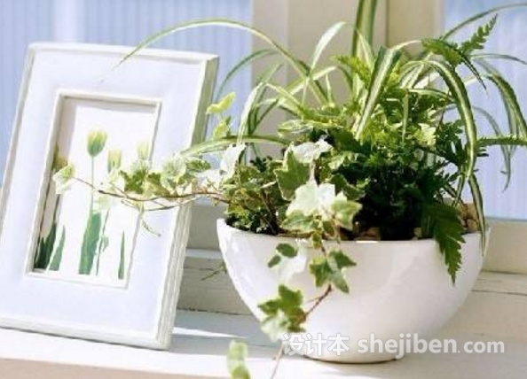 客厅摆放什么植物挡煞招财最好,客厅财位上放什么最招财