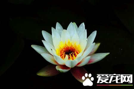 睡莲如何水培养殖方法,睡莲的水培方法睡莲可以全水养吗