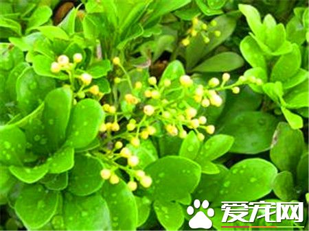 米兰花的栽培方法和注意事项,米兰花的养殖方法和注意事项北方