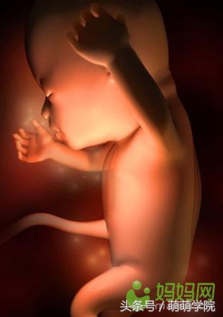 孕期1到40周胎儿发育全过程,胎儿发育40周全过程动态画