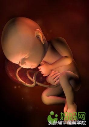 孕期1到40周胎儿发育全过程,胎儿发育40周全过程动态画
