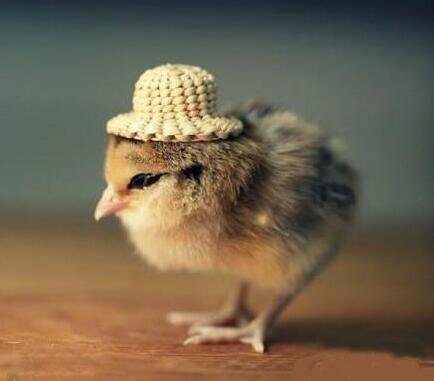 属鸡的人起名字禁忌用字,属鸡的名字忌讳用字有哪些