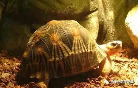 辐射陆龟多少一只,辐射陆龟隆背问题