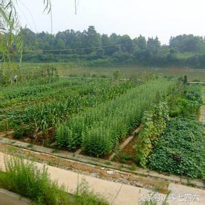 永州现真人开心农场-你还让人偷菜吗？