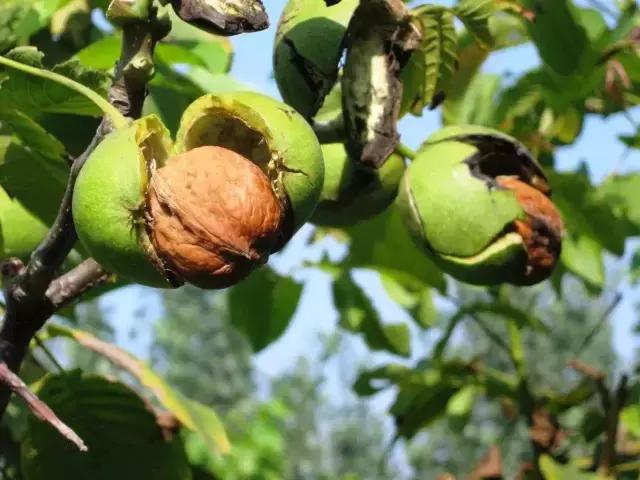 陈金海：陕西核桃已超千万亩，大多数种植户将面临滞销的挑战！