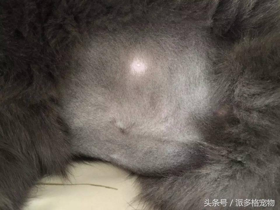 宠物肚皮上小秘密还挺多，当然手感也是一级棒！