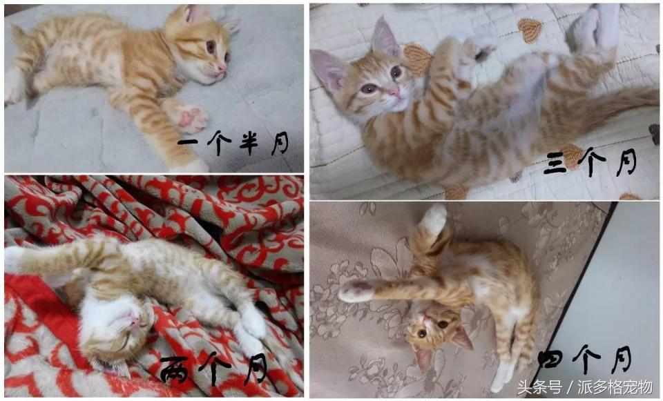 宠物肚皮上小秘密还挺多，当然手感也是一级棒！