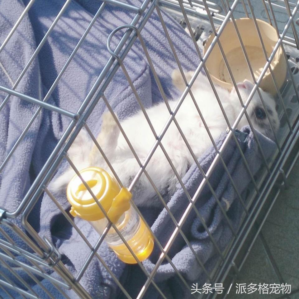 宠物肚皮上小秘密还挺多，当然手感也是一级棒！