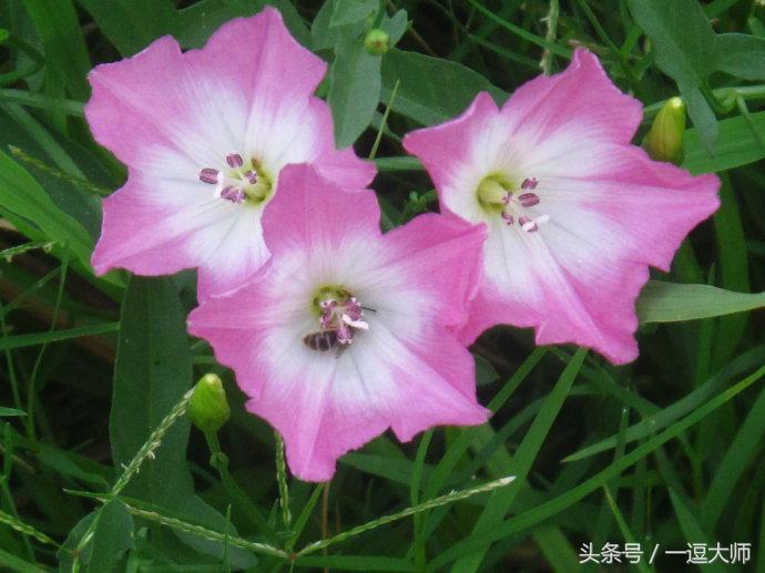 农村常见的粉红色野花,农村常见的8种野花