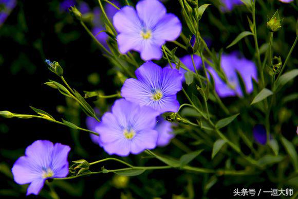 农村常见的粉红色野花,农村常见的8种野花